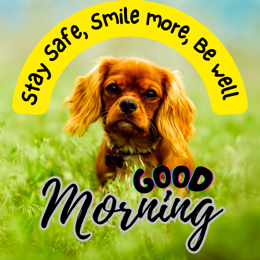30+ Good Morning Cute Puppy Images | Pictures | Gif