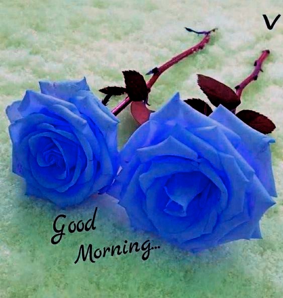 Blue Rose Good Morning Pics Free