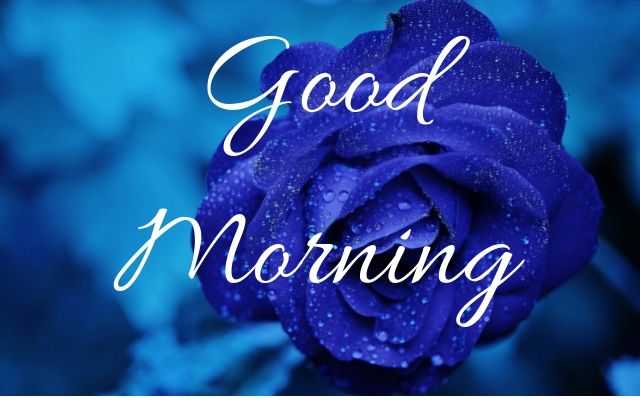 Blue Rose Morning Pictures