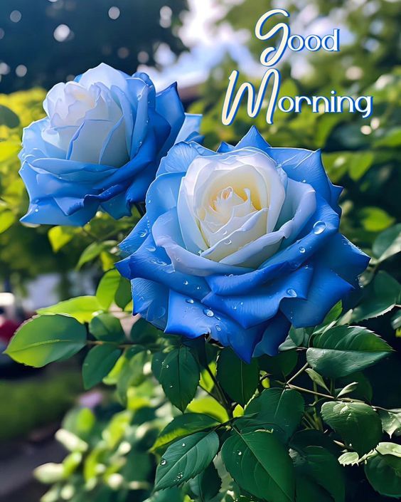 Blue Rose Morning Quotes Images