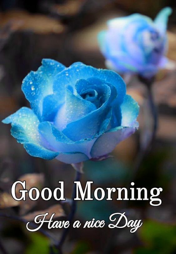 Blue rose with have a nice day morning status