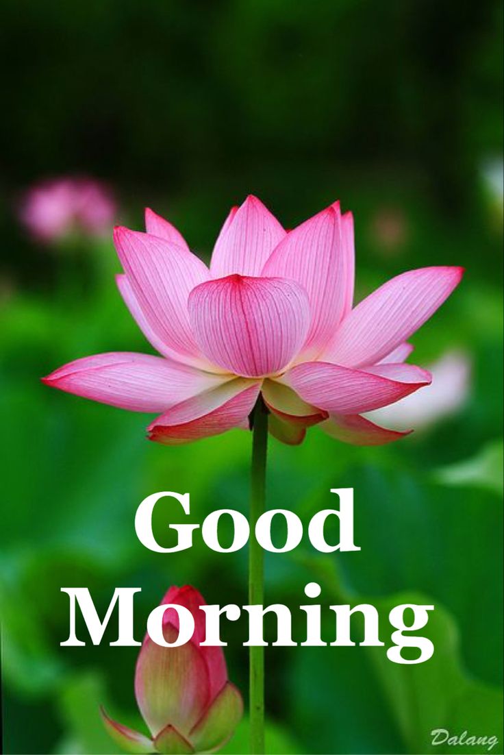 Download Good Morning Lotus Flower Pictures