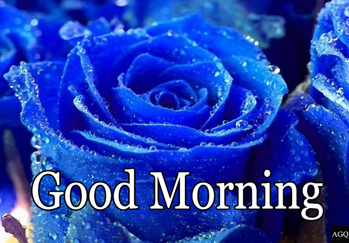 Download Morning Pics with Blue Roses