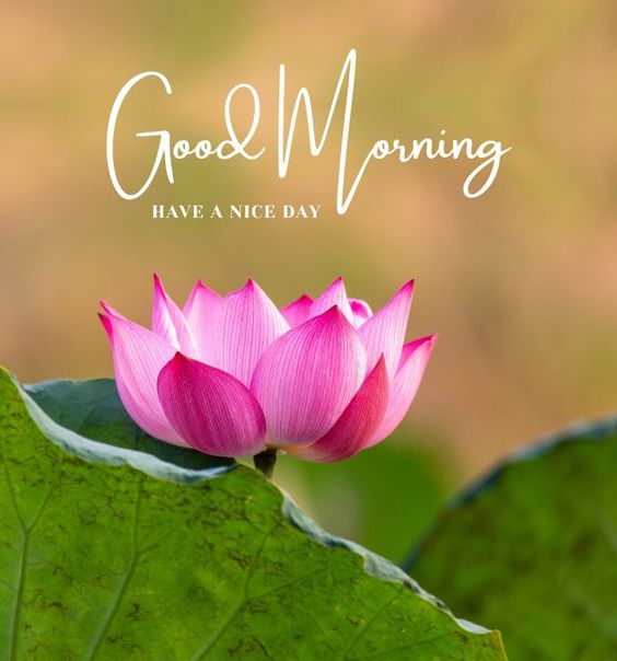 Free Good Morning Lotus Photo Downloads