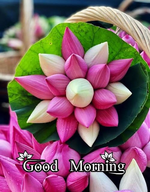 Free Good Morning with Lotus Pictures