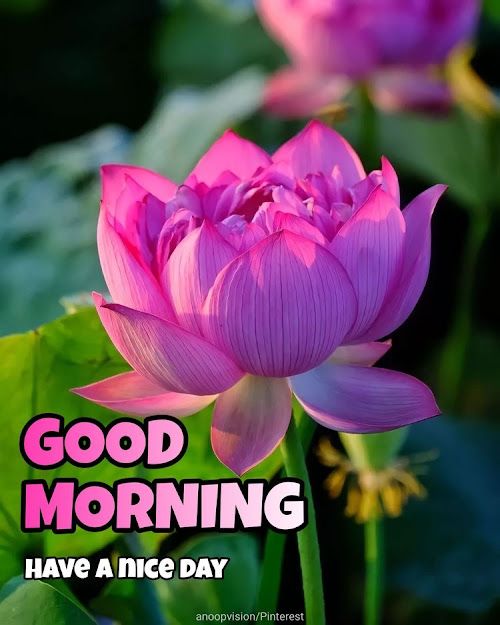 Get Good Morning Lotus Blossom Images