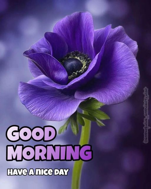 Good Morning Floral Lavender Pictures