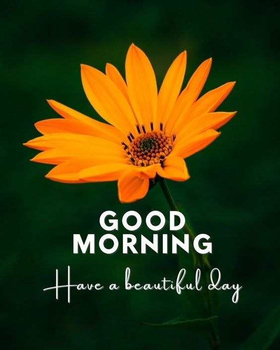 Good Morning HD Images Orange Petals