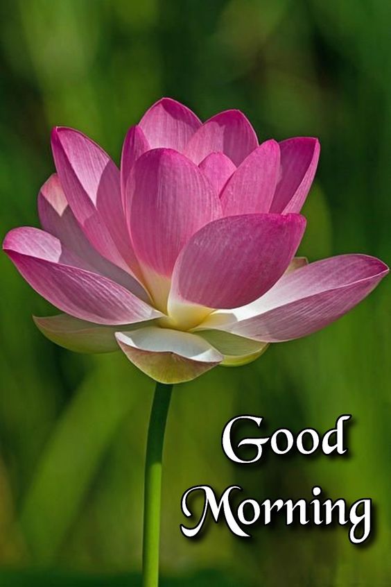 Good Morning Lotus Blossom Pic Download