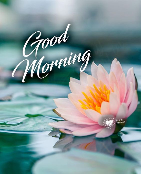 Good Morning Lotus Flower HD Images Download