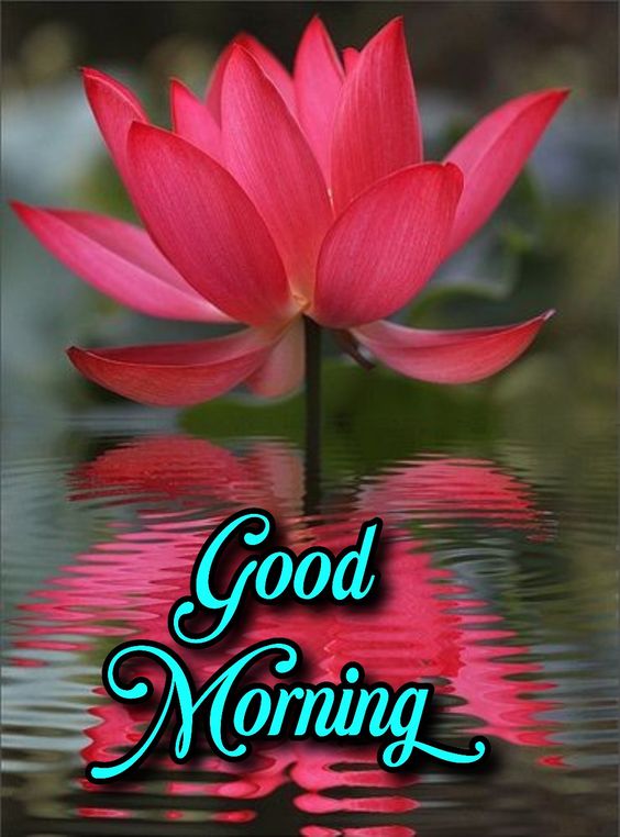 Good Morning Lotus Flower Image