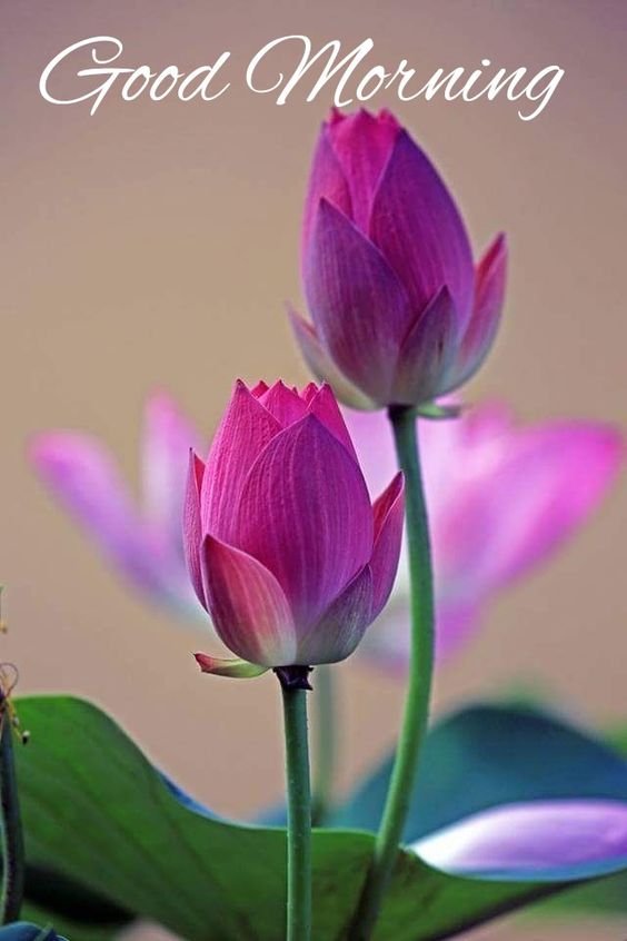 Good Morning Lotus Flower Photo Bundle