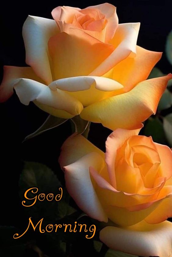 Good Morning Pics Orange rose