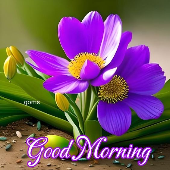 Good Morning Violet Blossoms Pictures
