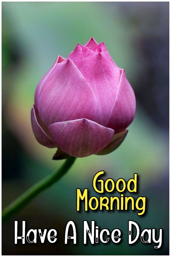 Good Morning with Beautiful Lotus Flower