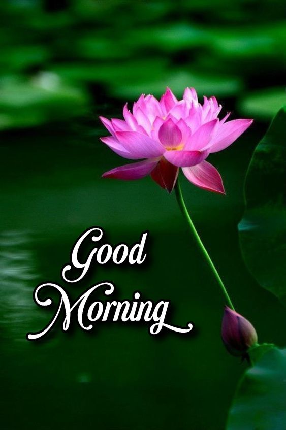 Good Morning with Lotus Flower Pics Download