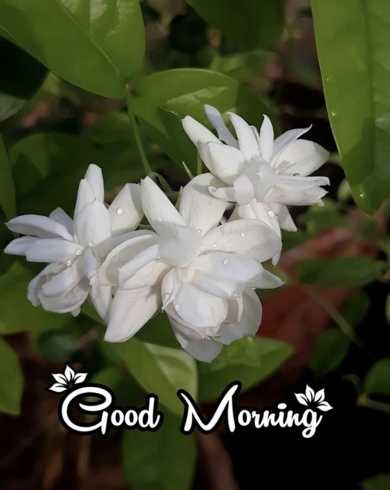 Good morning friends with white daisy flower for you