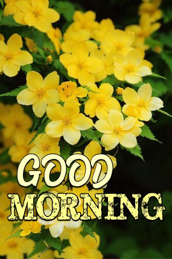 Good morning yellow daisy flower