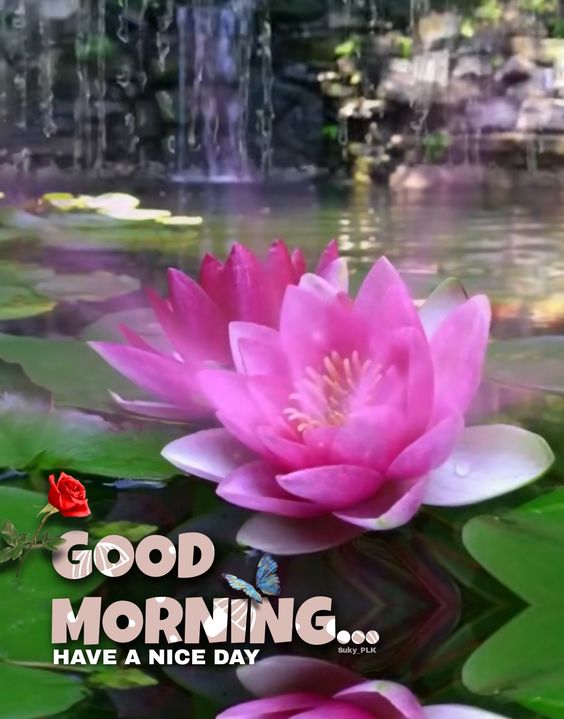High Quality Lotus Flower Morning Images
