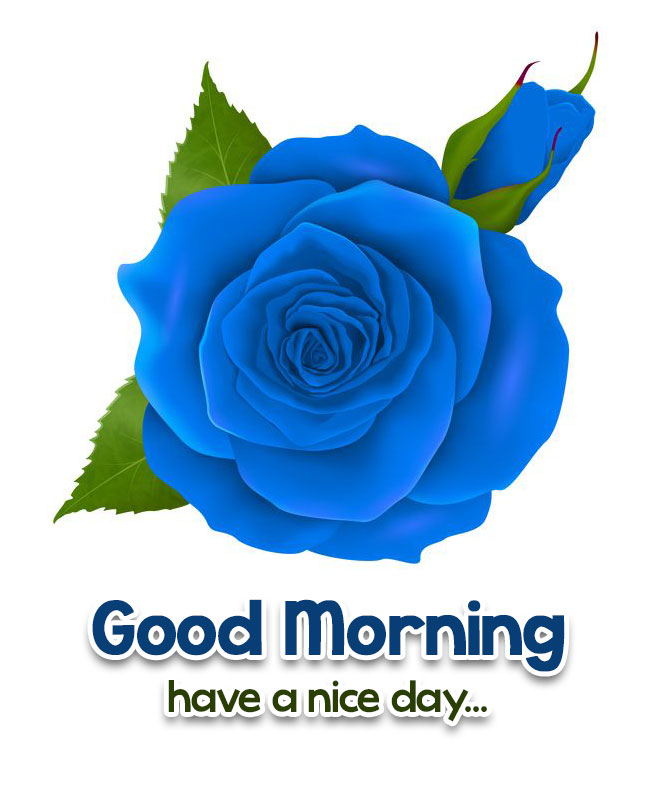 Lovely good morning with blue rose