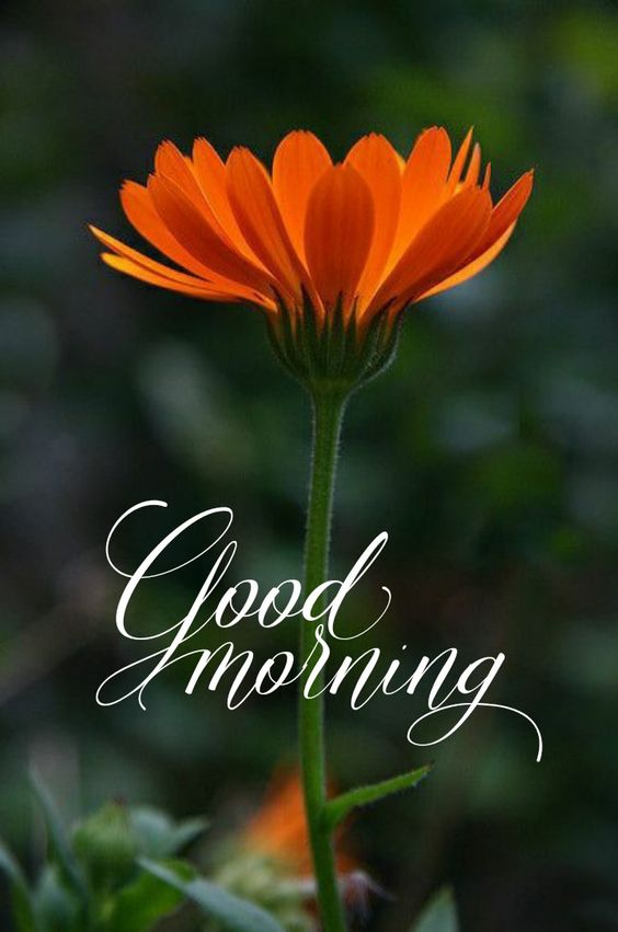 Morning Quotes with Orange Flower Images