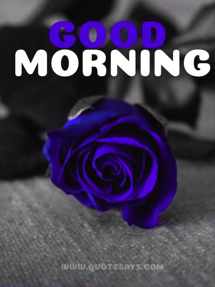 Morning Wishes with Blue Rose Photos
