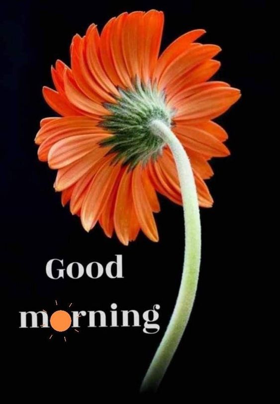 Orange Floral Good Morning Pictures