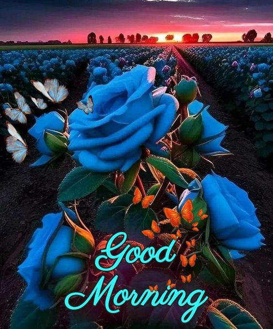 Stunning Blue Rose Morning Garden photo