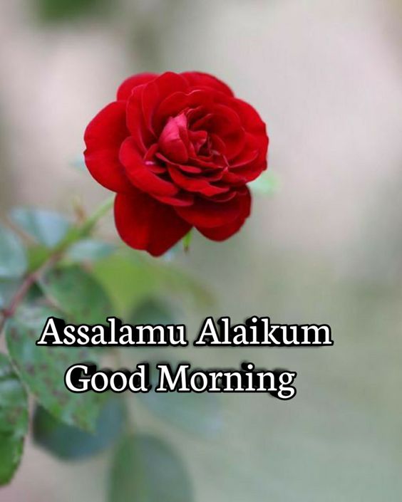Assalamu alaikum Good Morning Rose Pic