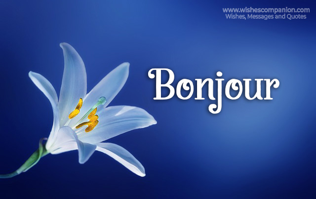 bonjour French blue background and lily flower pic