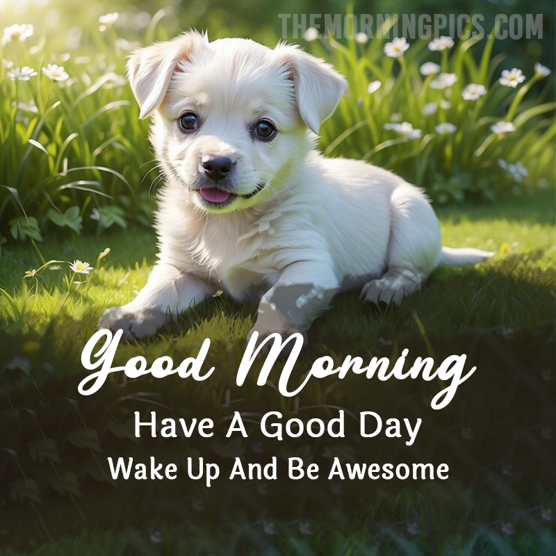 Adorable Puppy Morning Pictures