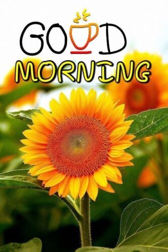 Good Morning Sunflower Images Free Download (15)