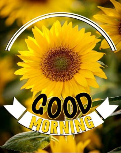 Good Morning Sunflower Images Free Download (24)