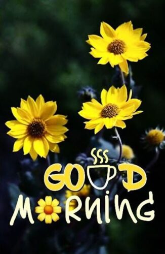Good Morning Sunflower Images Free Download (6)