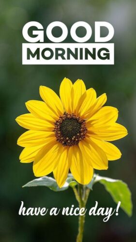 Good Morning Sunflower Images Free Download (7)