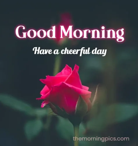 Good morning Have a cheerful day Message with Rose Flower