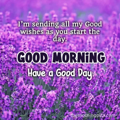 Good morning lavender flower pics