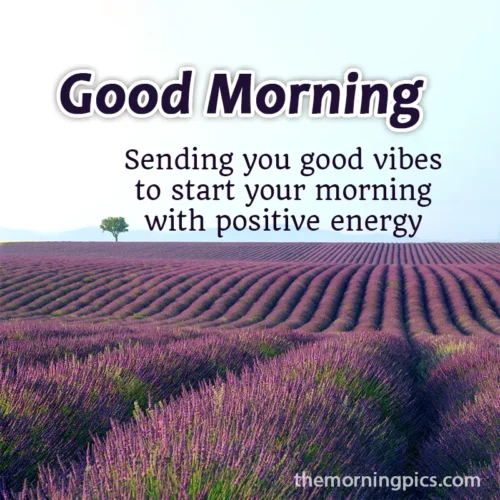 Lavender Pic with good morning quotes