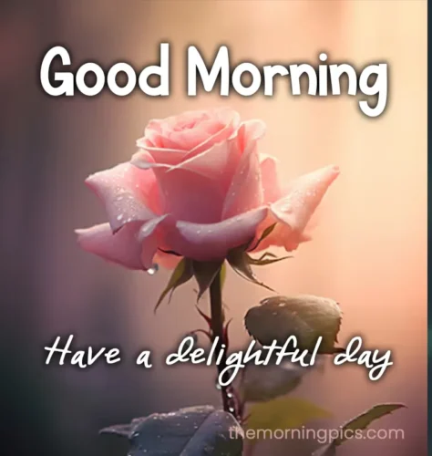 Pink Rose With Beautiful Morning SMS