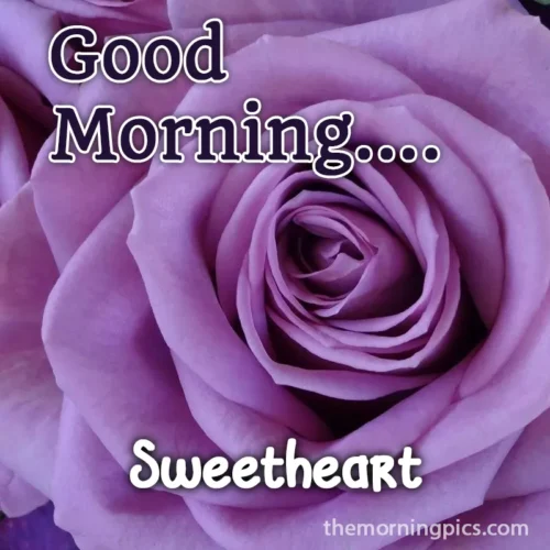 good morning sweetheart purple rose pic