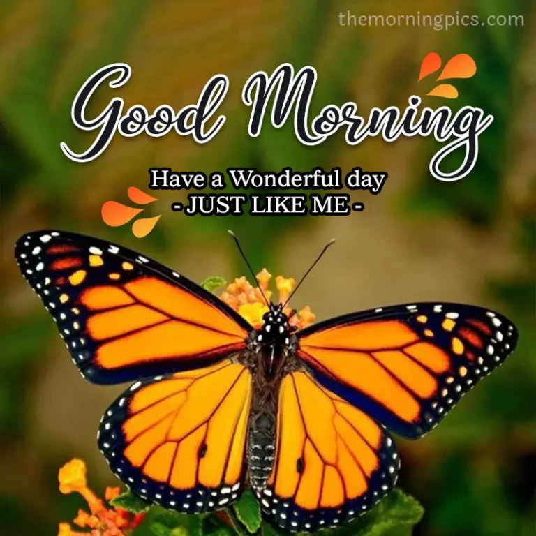 Butterfly Good Morning Greetings Images