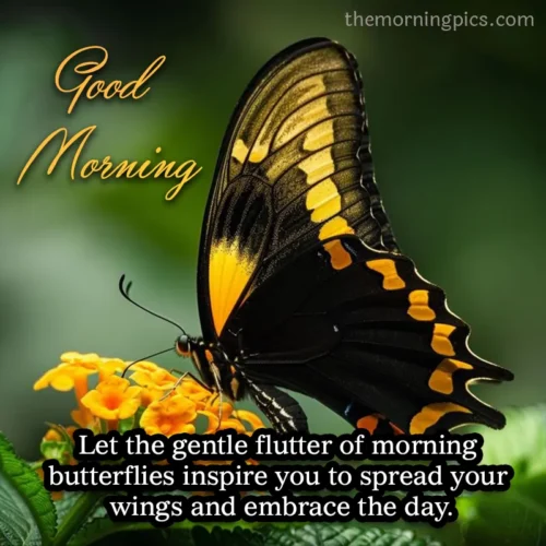 Butterfly good morning quotes