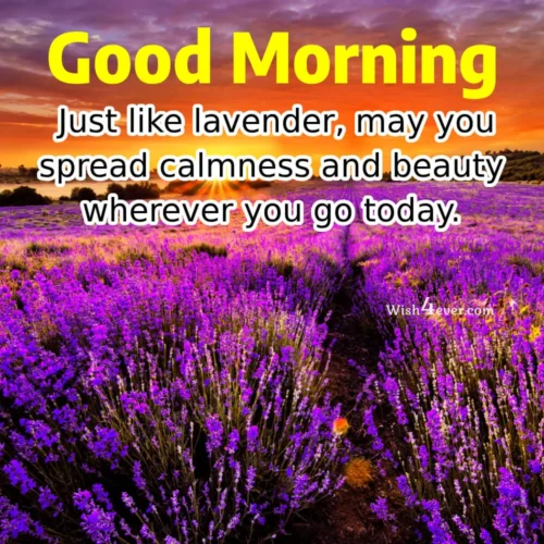 beauty of purple flower in the morning beauty of purple flower in the morning