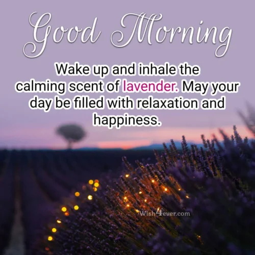 happiness lavender flower good morning pics happiness lavender flower good morning pics