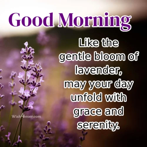 purple flower bloom picture purple flower bloom picture