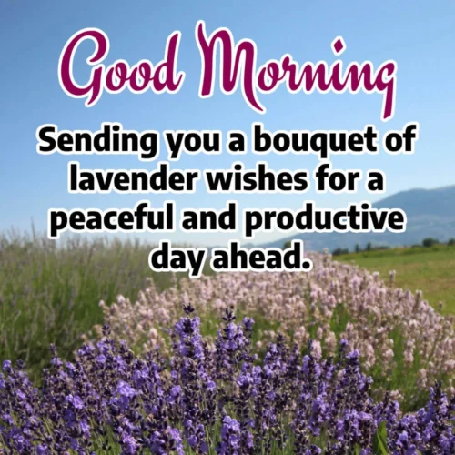 purple flower field with morning greetings purple flower field with morning greetings