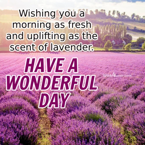 wishing you happy morning with lavender aroma wishing you happy morning with lavender aroma